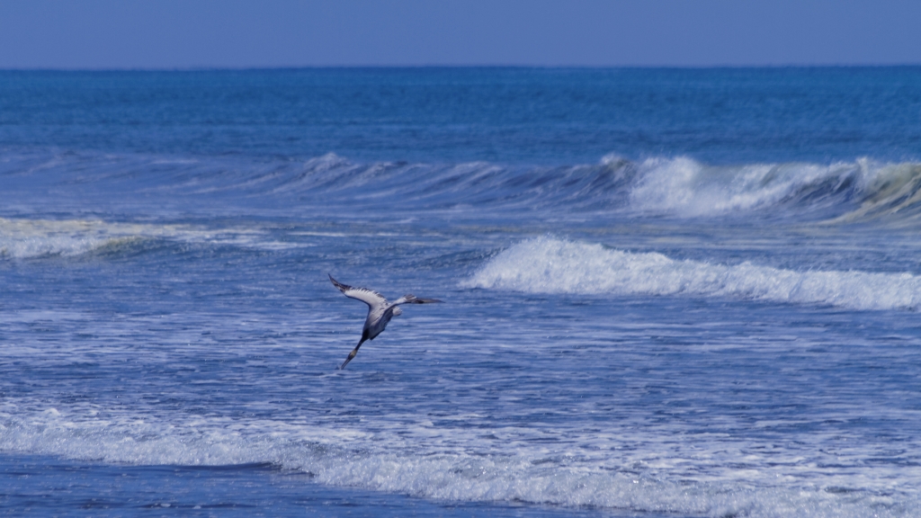 11 - Corcovado NP (16).jpg